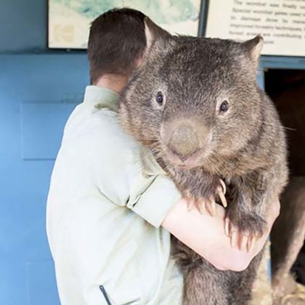 袋熊挖地道  變澳洲山火動物「避難所」