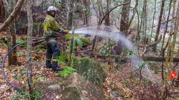 【澳洲山火】澳洲「恐龍樹」剩不足 200 棵  消防員秘密搶救留下綠林