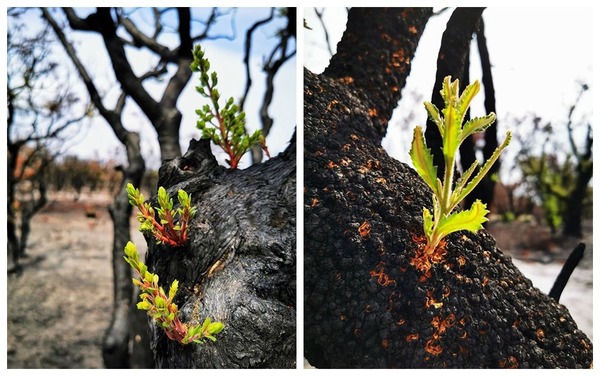 澳洲山火劫後重生景象 植物長嫩芽袋鼠也回歸了
