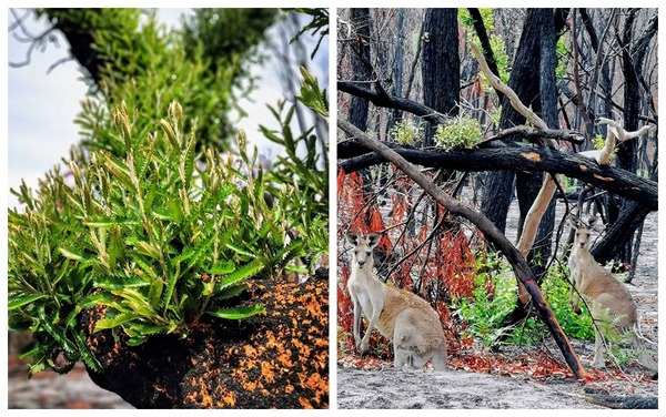 澳洲山火劫後重生景象 植物長嫩芽袋鼠也回歸了