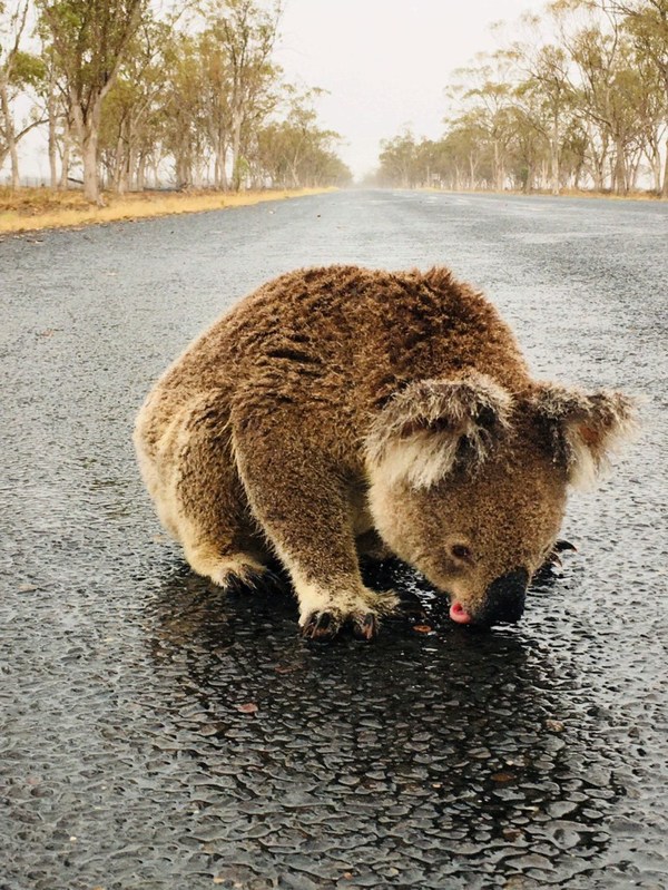 【澳洲山火】樹熊口渴停在馬路狂舔雨水惹人心疼