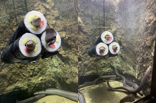 水族館出現活生生的「鰻魚卷」！自願化身「食材」超可愛