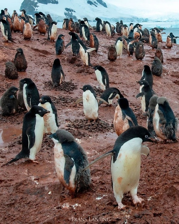 全球暖化南極出現「血」企鵝 全身泥濘或會失溫死亡