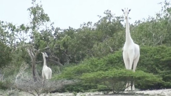 肯亞白色長頸鹿母子遭盜獵 全球僅餘 1 隻