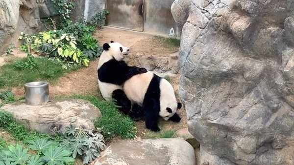 海洋公園熊貓盈盈樂樂 9 年內首次成功自然交配 有望今年添丁