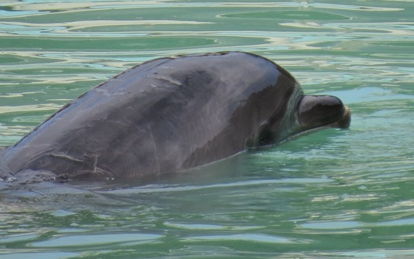 日本最孤獨海豚病逝 水族館倒閉後「獨囚」水池兩年