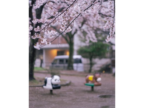 居日韓國女生鏡頭下的櫻花之美 眼睛去旅行遊千葉（多圖）