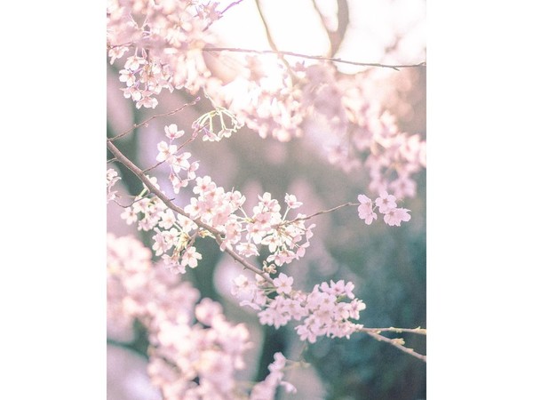 居日韓國女生鏡頭下的櫻花之美 眼睛去旅行遊千葉（多圖）