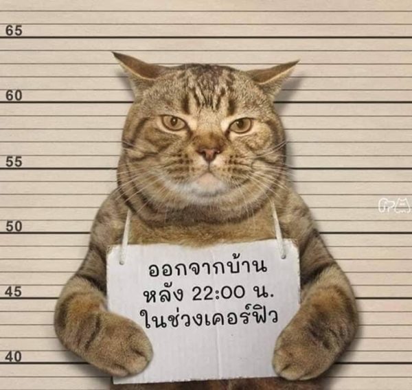 【新冠肺炎】泰國貓貓違反禁令外出被「拘捕」？臭臉拍囚犯照笑死網民