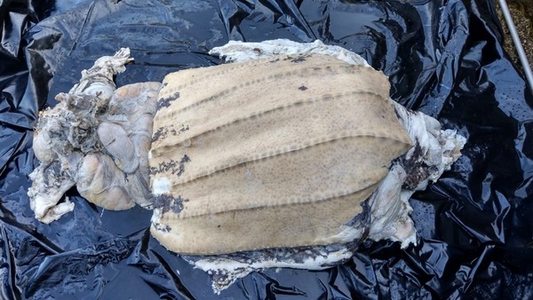 西貢發現稀有棱皮龜屍體  研究人員稱是世界最大海龜物種