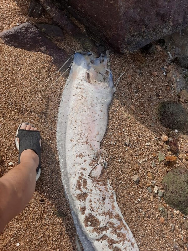 南丫島驚現「地震魚」屍體  地震凶兆將來臨？