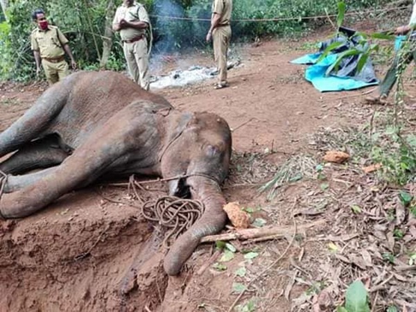 懷孕象媽媽慘被炸死  印度男惡作劇菠蘿藏炸彈誘大象吞下