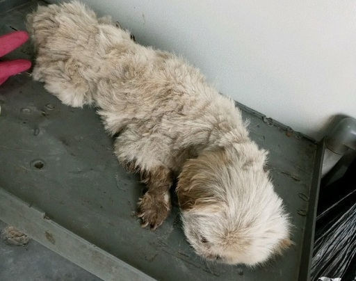 【虐待動物】韓國夫婦無力支付狗狗醫藥費  將寵物活埋被捕