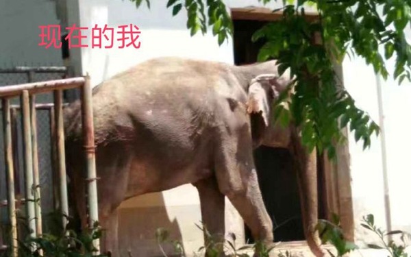 安徽大象疑餓至皮包骨怒撞鐵門  動物園解釋是拍攝角度問題