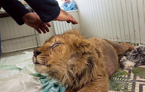 俄國獅子仔慘被打斷後腳！只為供遊人合照