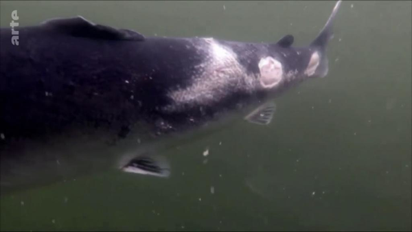 挪威三文魚養殖場環境惡劣！三文魚潰爛畸形與排泄物共游