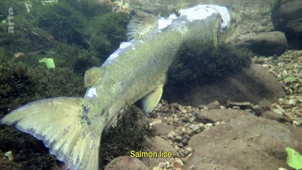 挪威三文魚養殖場環境惡劣！三文魚潰爛畸形與排泄物共游