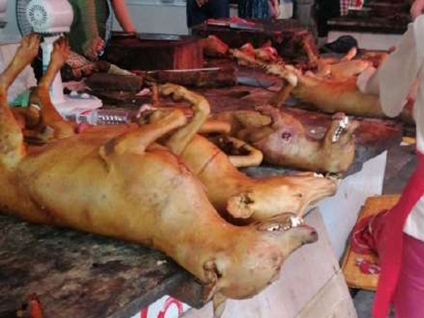 廣西玉林荔枝狗肉節無懼疫情如期舉行 肉販不戴口罩處理狗肉