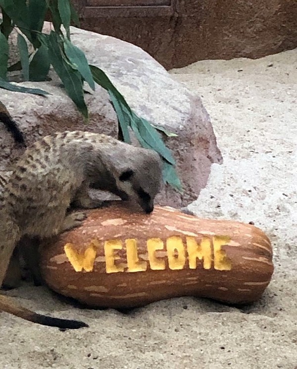 海洋公園重開新動物展館吸客！「小狐獴與大象龜之旅」7 月登場