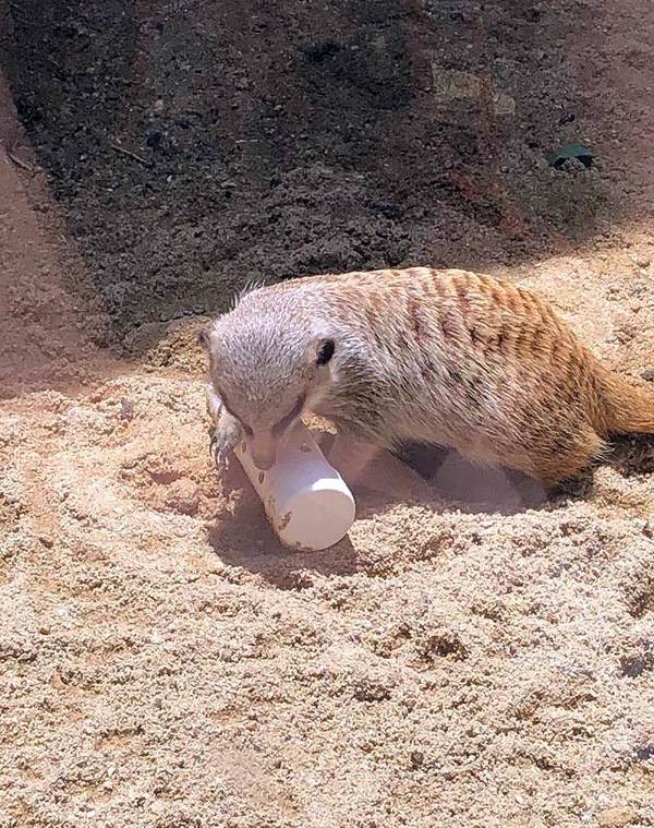 海洋公園重開新動物展館吸客！「小狐獴與大象龜之旅」7 月登場
