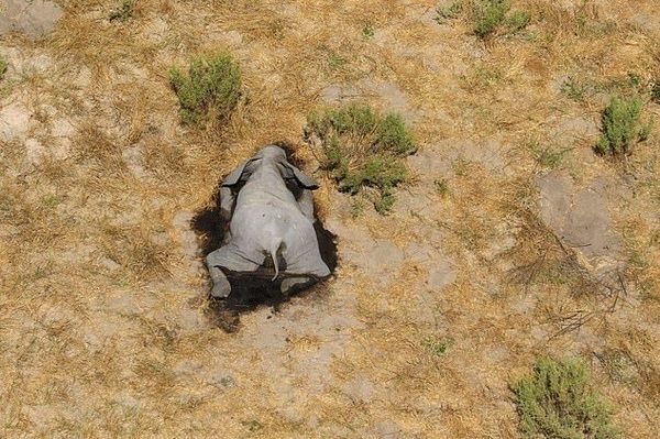 非洲兩個月内 350 頭大象神秘死亡！死前行爲怪異疑集體染病