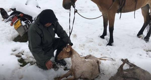 新疆六月飛霜 500 羊因夏天剃毛慘被凍死