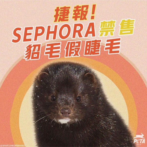 保護動物權益！SEPHORA 宣布停售含水貂毛動物假睫毛