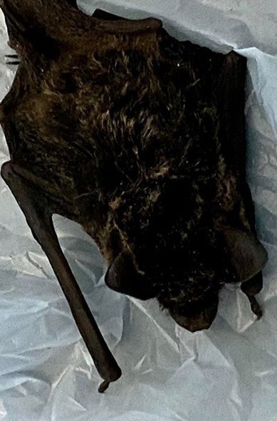 大蝙蝠突闖住宅在家亂飛 屋主用拖鞋拍死後恐「播毒」