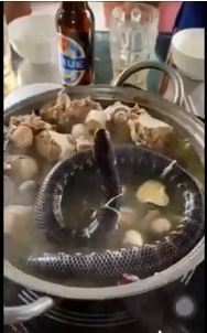 原條生幼蛇放入滾水「打邊爐」？ 多次掙扎仍被食客按入鍋中