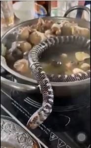 原條生幼蛇放入滾水「打邊爐」？ 多次掙扎仍被食客按入鍋中