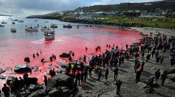 法羅群島無視疫情組織捕鯨？逾 250 條鯨魚被殺染成血海