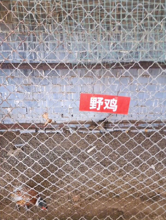 花 2.5 人仔參觀中國「史上最敷衍」動物園？ 驚覺「雞，全部都係雞」