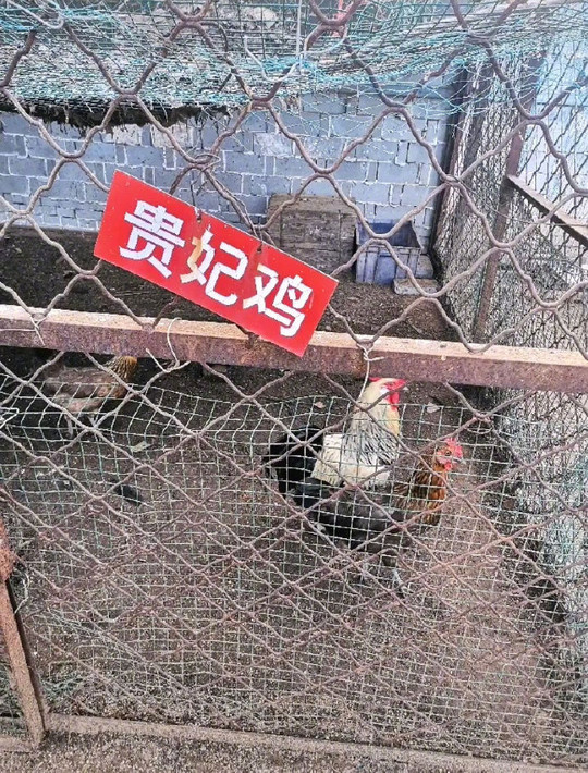花 2.5 人仔參觀中國「史上最敷衍」動物園？ 驚覺「雞，全部都係雞」