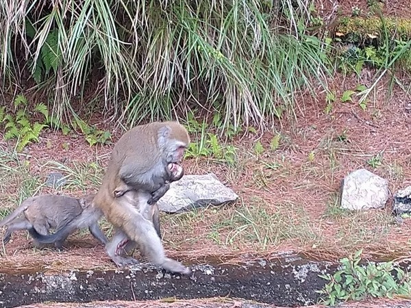 獼猴 BB 討食期間車禍亡！猴媽媽抱屍 5 日不肯放手