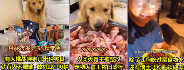 內地興起「寵物大胃王」短片！狗狗被迫食辣椒爆炸糖