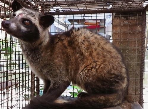【虐待動物】貓屎咖啡隱藏殘忍真相  麝香貓長期被困鐵籠致精神失常