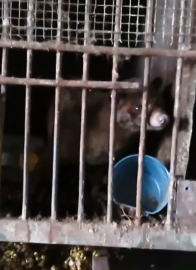 【虐待動物】貓屎咖啡隱藏殘忍真相  麝香貓長期被困鐵籠致精神失常