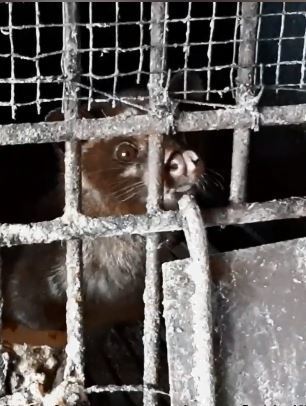 【虐待動物】貓屎咖啡隱藏殘忍真相  麝香貓長期被困鐵籠致精神失常