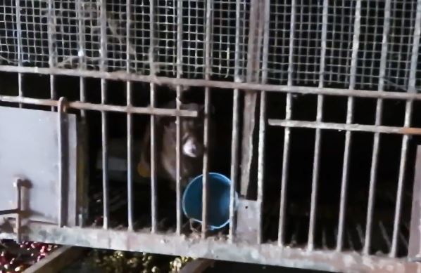 【虐待動物】貓屎咖啡隱藏殘忍真相  麝香貓長期被困鐵籠致精神失常