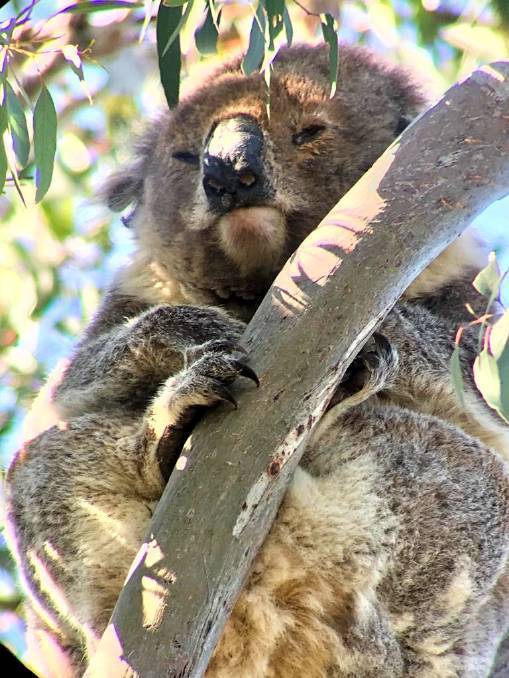 澳洲樹熊近年數量急跌  科學家研疫苗為樹熊「續命」