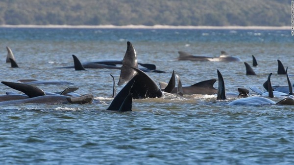 澳洲 270 條鯨魚擱淺至少 90 死  漁夫借船協助救援