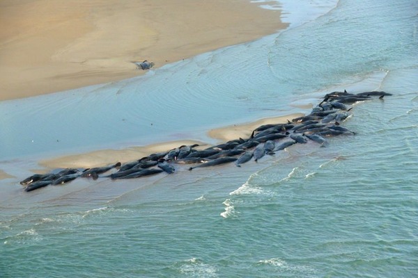 澳洲 270 條鯨魚擱淺至少 90 死  漁夫借船協助救援