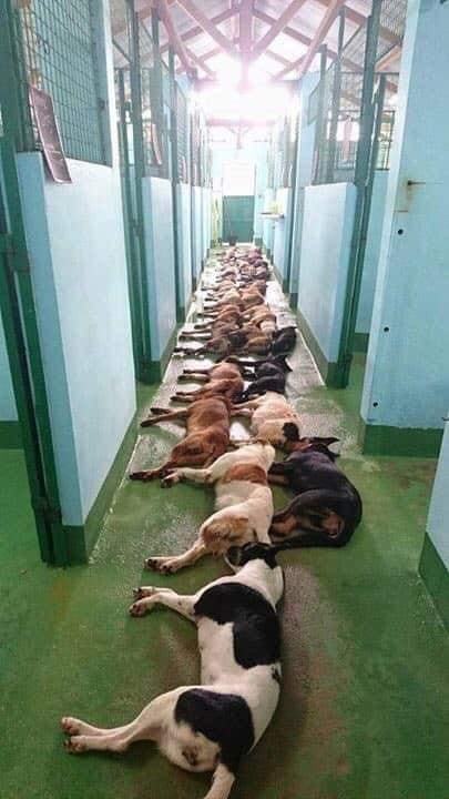超過 20 隻寵物犬被遺棄無人領養  只能「排隊」接受安樂死