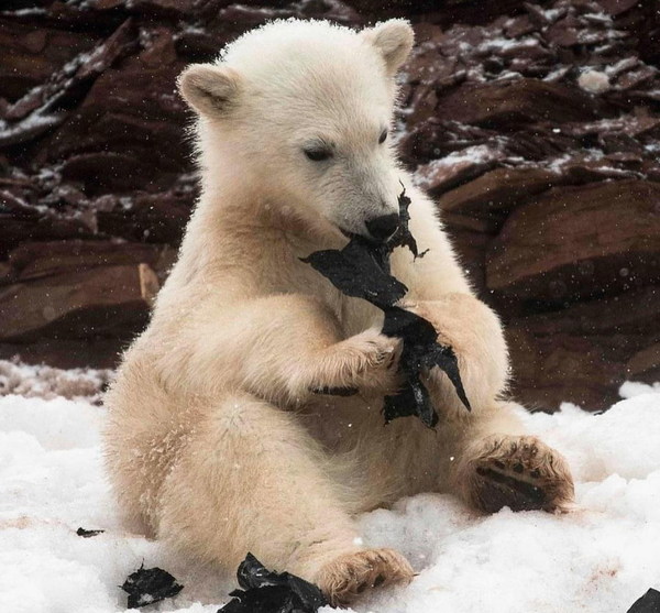 年幼北極熊吞食膠袋  探險家拍照籲「拋垃圾時三思」