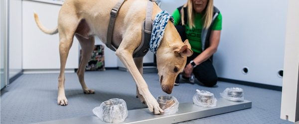 【新冠肺炎】芬蘭機場試用緝「毒」犬 檢疫每名旅客僅需 1 分鐘