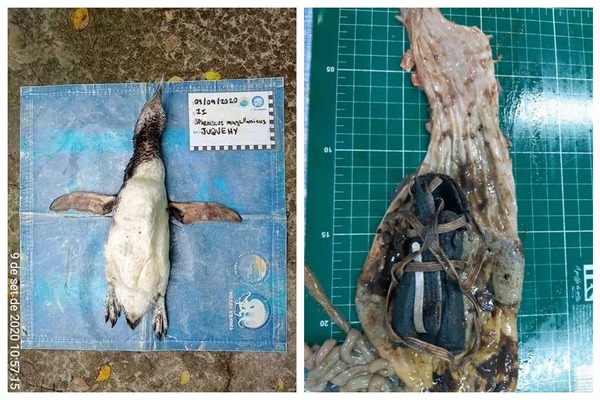 企鵝誤吞 N95 口罩慘死  伏屍巴西沙灘