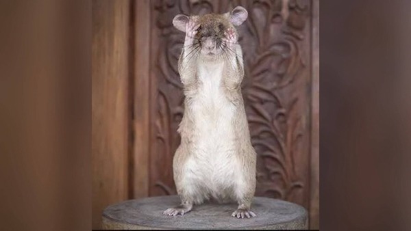 非洲巨鼠獲頒動物勇氣獎 嗅出近 70 枚地雷及炸彈拯救生命