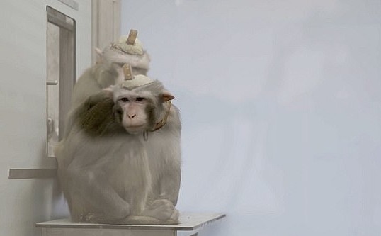 比利時大學用猴子進行殘酷實驗！ 鑽開頭骨植入電擊棒再塞水泥