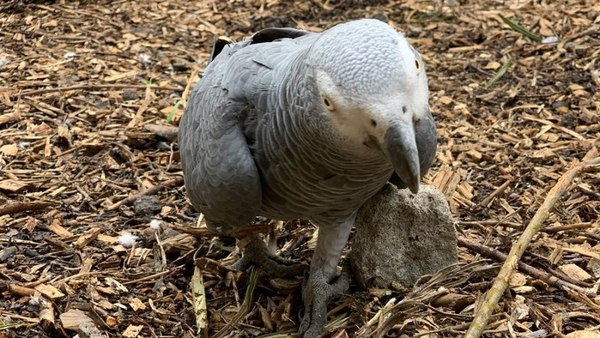 英動物園 5 隻鸚鵡「太爛口」 被園方禁止接觸遊客