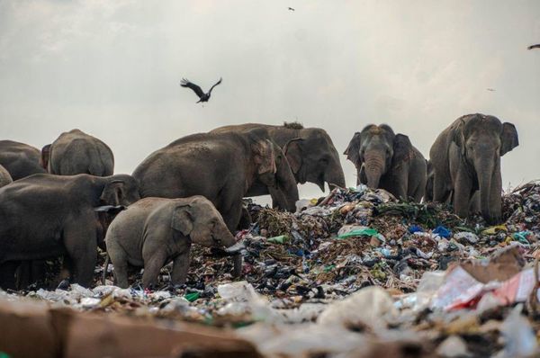 斯里蘭卡象群吞垃圾充飢  攝影師直言：好衝擊！